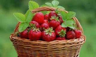 草莓的种植方法和技术 草莓种植技术